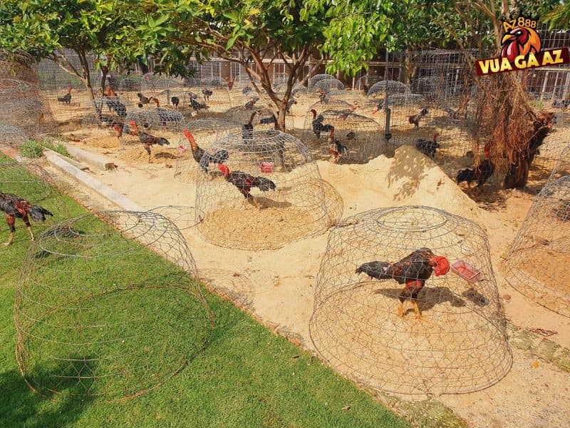 Trại gà Đại Nam nổi tiếng nhất khu vực miền Nam 