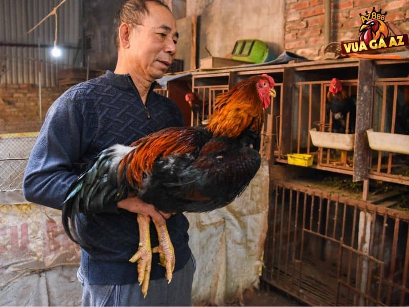 Trại gà Vạn Giã hàng đầu hiện nay 