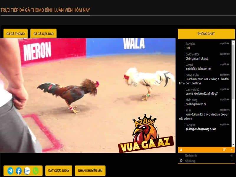 Trực tiếp các trận đá gà thomo hấp dẫn hằng ngày