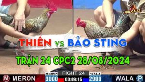 Trận 24 CPC2 28/08/2024 - Gà Bảo Sting Có Pha Lật Kèo Đẳng Cấp