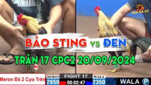 Trận 17 CPC2 20/09/2024 - Gà Anh Bảo Sting Đâm Cựa Chắc Như Bắp