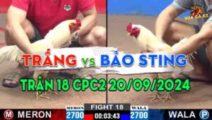 Trận 18 CPC2 20/09/2024 - Gà Bảo Sting Dính Tang Vẫn Gồng Gánh Cứu Chủ