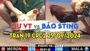 Trận 19 CPC2 25/09/2024 - Gà Anh Bảo Sting Bị Dí Bạc Ăn 6 Và Cái Kết