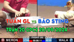Trận 20 CPC2 20/09/2024 - Tuấn Gà Lai Hạ Bảo Sting Chưa Tới 5 Chân