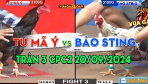 Trận 3 CPC2 20/09/2024 - Gà Anh Bảo Sting Đá Chưa Tới 1 Tay Nước
