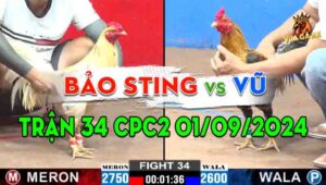 Trận 34 CPC2 01/09/2024 - Anh Vũ Không Cho Anh Bảo Sting Cơ Hội Nào