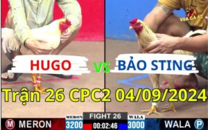 Trận 26 CPC2 04/09/2024 - Gà Bướm Của Bảo Sting Đá Ói Chết Gà Anh Hugo
