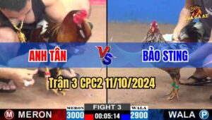 Trận 3 CPC2 11/10/2024 giữa anh Tân và anh Bảo Sting