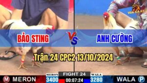 Trận 24 CPC2 13/10/2024 giữa anh Bảo Sting Và anh và anh Cường