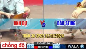 Trận 36 CPC2 27/11/2024 - Gà Anh Dự Chồng Độ Hạ Anh Bảo Sting