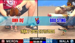 Trận 7 CPC2 27/11/2024 - Gà Anh Bảo Sting Đụng Cọp Gồng Không Nỗi