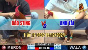 Trận 17 CPC2 15/12/2024 - Gà Que Của Anh Bảo Sting Đá Bo Như Cây Đập