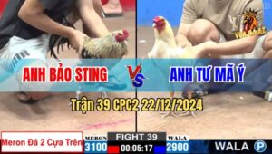 Trận 39 CPC2 22/12/2024 - Gà Anh Bảo Sting Đá Cây Nào Tính Tiền Cây Đó