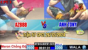 Trận 57 CPC1 26/12/2024 - Gà AZ888 Chồng Độ 3 Thất Bại Trước Anh Tony