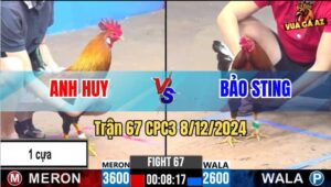 Trận 67 CPC3 8/12/2024 - Gà Bảo Sting Nhẹ Hơn 1 kg Đá Đối Thủ Như Con
