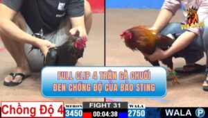 Clip 4 Trận Gà Chuối Đen Của Bảo Sting Chồng Độ Tại CPC2 11/12/2024