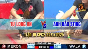Trận 10 CPC2 22/1/2025 - Gà Anh Bảo Sting Đá Gà Anh Tư La Miệng Bay Bồ