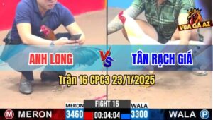 Trận 16 CPC3 23/1/2025 - Gà Anh Long Có Chân Nghiệt, Úa Lọt Bỏ Chạy