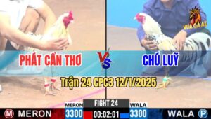 Trận 24 CPC3 12/1/2025 - Gà Bướm Chú Lũy Đâm Cựa Không Sót Chân Nào