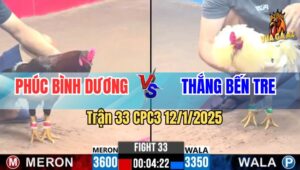 Trận 33 CPC3 12/1/2025 - Gà Bướm Anh Thắng Bến Tre Đá Bo Quá Tốt