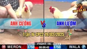 Trận 16 CPC2 19/2/2025 - Bảo Sting Nài Bướm Hiệu Trở Về Từ Cõi Chết