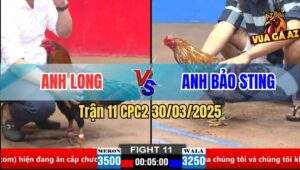 Trận 11 CPC2 30/3/2025 - Gà Anh Long Đá Điều Bông Bảo Sting Lật Lìa