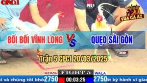 Trận 5 CPC1 20/3/2025 - Gà Bướm Bối Bối Bị Gà Anh Quẹo Phang Gãy Chân