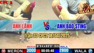 Trận 33 CPC2 18/4/2025 - Gà Bướm Bảo Sting Kém 2 Chấm Đá Bự Chết Tươi