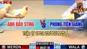 Trận 17 CPC2 23/5/2025 - Bướm Hiệu Anh Bảo Sting Đâm Như Cái Máy