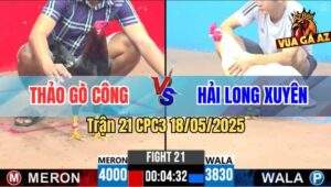 Trận 21 CPC3 18/5/2025 - Gà Anh Thảo Gò Công Đâm Đối Thủ Nằm Bại Liệt