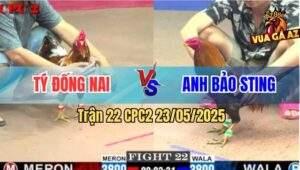 Trận 22 CPC2 23/5/2025 - Bông Quá Lực Gà Anh Bảo Sting Đâm Không Thấm