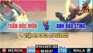 Trận 29 CPC2 9/5/2025 - Gà Điều Anh Bảo Sting Đâm Cựa Như Chỉa