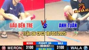 Trận 36 CPC3 18/5/2025 - Gà Cú Anh Tuấn Có Chân Xạo Lờ Hạ Gà Anh Gấu