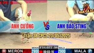 Trận 38 CPC2 23/5/2025 - Bướm Hiệu Bảo Sting Đụng Cọp La Miệng Bung Bồ