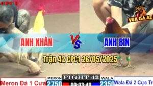 Trận 42 CPC1 26/5/2025 - Gà Anh Khàn 1 Kiếm Đấu Không Lại 2 kiếm