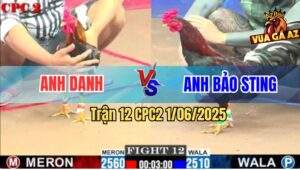 Trận 12 CPC2 1/6/2025 - Gà Điều Anh Bảo Sting Đá Điều Bông Xì Cơm