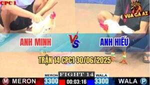 Trận 14 CPC1 30/06/2025 - Gà Úa Anh Hiếu Nạp Cựa Toàn Mu Lưng Hạ Bướm