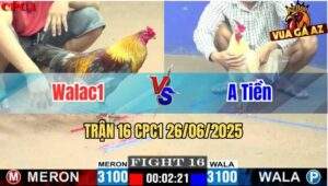 Trận 16 CPC1 26/06/2025 - Gà Bướm Anh Tiền Đâm Cây Cựa Nghiệt
