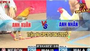 Trận 16 CPC1 5/6/2025 - 2 Con Gãy Giò, Cú Anh Xuân Đứng Được Lụm Lúa