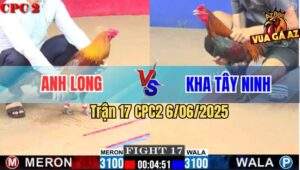 Trận 17 CPC2 6/6/2025 - Gà Vàng Anh Long Mai Độ Đá Đối Thủ Tắt Điện