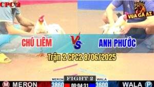 Trận 2 CPC2 8/6/2025 - Gà Bướm Anh Phước Đồng Tháp Đâm Cựa Quá Dính