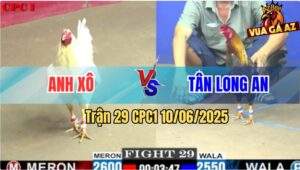 Trận 28 CPC1 10/6/2025 - Gà Úa Anh Hòa Đá Cựa Cây Đập