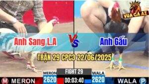 Trận 29 CPC3 22/06/2025 - Gà Anh Sang Long An Đá Đâm Như Máy Khâu