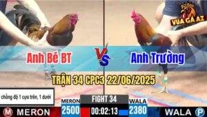 Trận 34 CPC3 22/06/2025 - Gà Anh Bé Ba Nạp Gãy Chân Đối Thủ