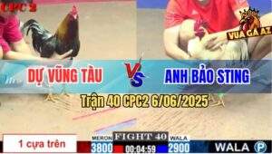 Trận 40 CPC2 6/6/2025 - Đỏ Hơn 9 Chấm Đứng Cho Gà Úa Bảo Sting Hành Hạ