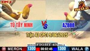 Trận 43 CPC1 9/6/2025 - Gà Khét Anh Tú Đá Bể Bóng Đèn Gà Cú AZ888