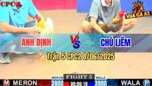 Trận 5 CPC2 8/6/2025 - Gà Cú Chú Liêm Bắt Bướm Đá Không Trượt Phát Nào
