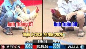 Trận 6 CPC3 29/06/2025 - Anh Thắng Cần Thơ Vs Anh Tuấn Bình Dương