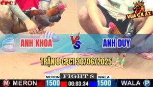 Trận 8 CPC1 30/06/2025 - Gà Điều Anh Khoa Đâm Ói Xỉu Gà Xám Anh Duy