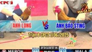 Trận 8 CPC2 1/6/2025 - Khét Nhập Anh Bảo Sting Đâm Cựa Bao Dính